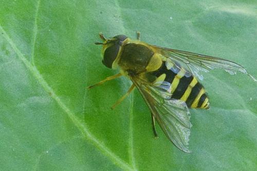 Syrphus ribesii